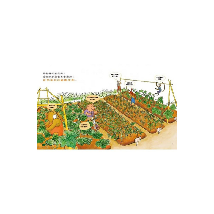 【幼兒自然科學啟蒙】蔬菜是從哪來的？