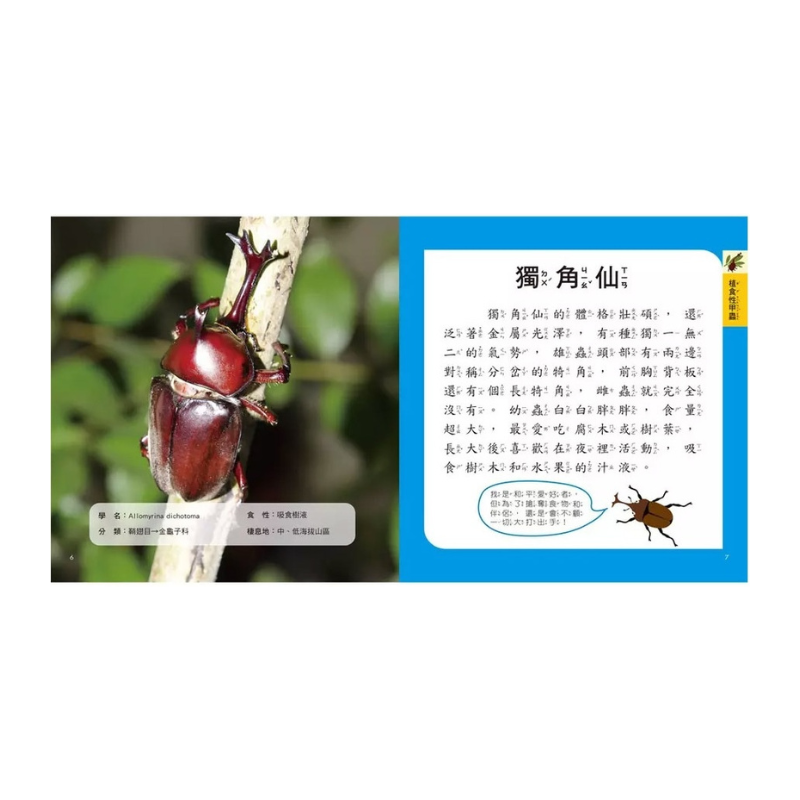 甲蟲圖鑑小百科