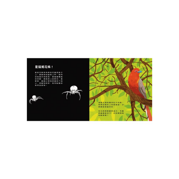 登登登！透光Show 動物的偽裝術！