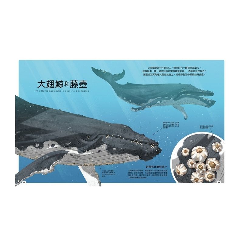 動物小夥伴：59 組你想不到的最佳拍檔，歡迎來到動植物共生的奇妙世界