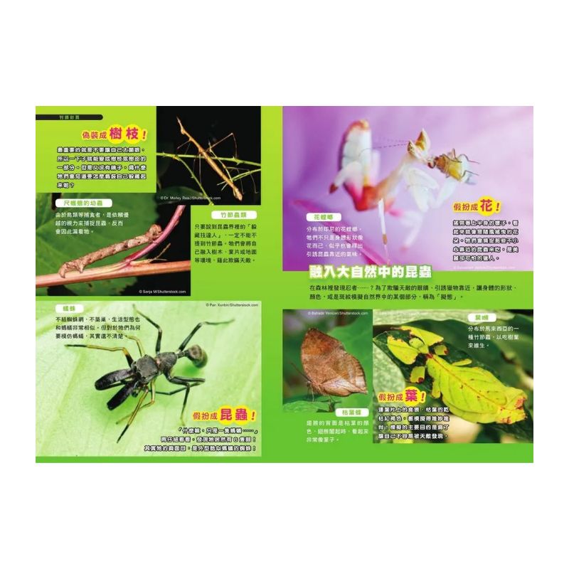 哆啦A夢科學任意門11 終極昆蟲發現機