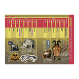 哆啦A夢科學任意門15 神秘化石時光布