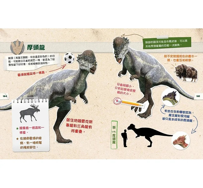 DINO DANA 小恐龍家的實地考察指南